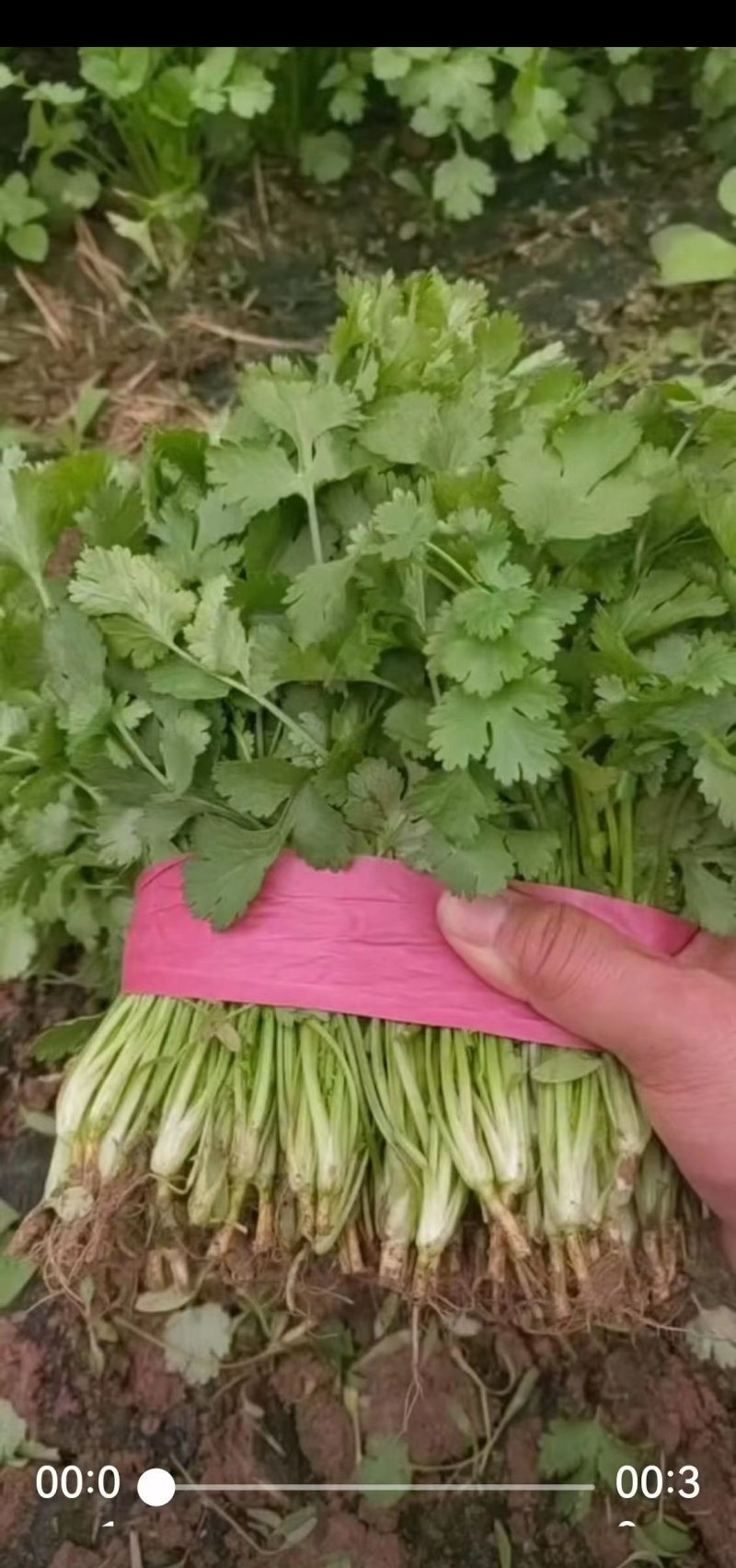 小白菜大量上市