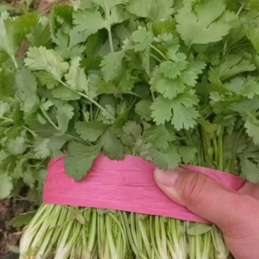 香菜大量上市！价格便宜