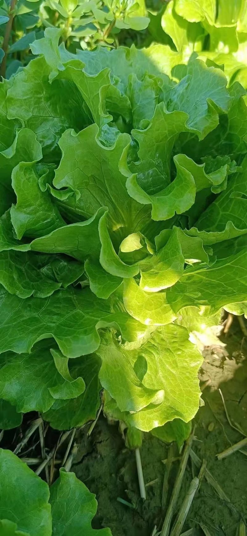 精品意大利生菜，常年供应！
