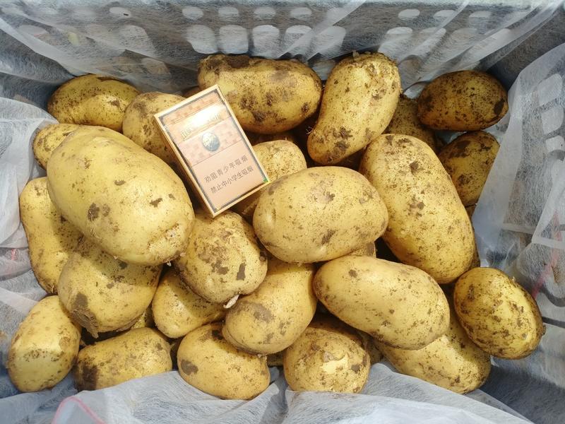 【黄心希森土豆】：薯型好芽眼浅表皮光滑，黄心个头大。