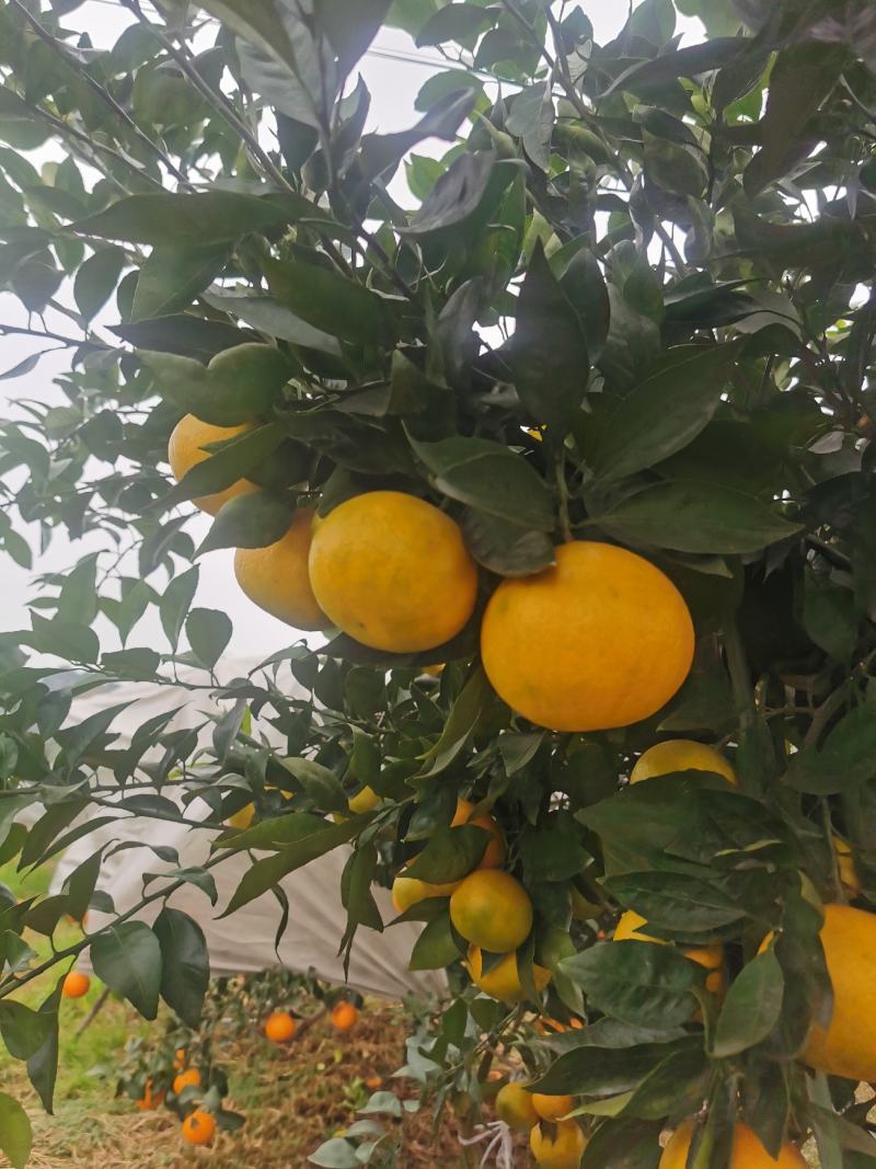 黄美人枝条_嫁接枝条