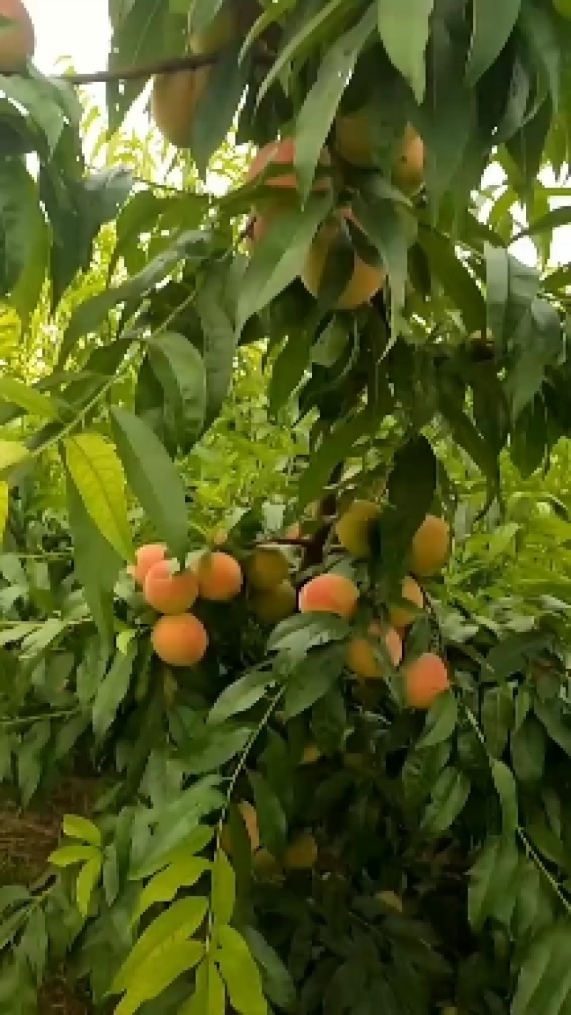 北京十四号毛病