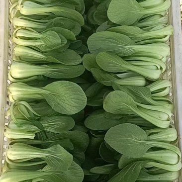 精品小颗上海青常年供应