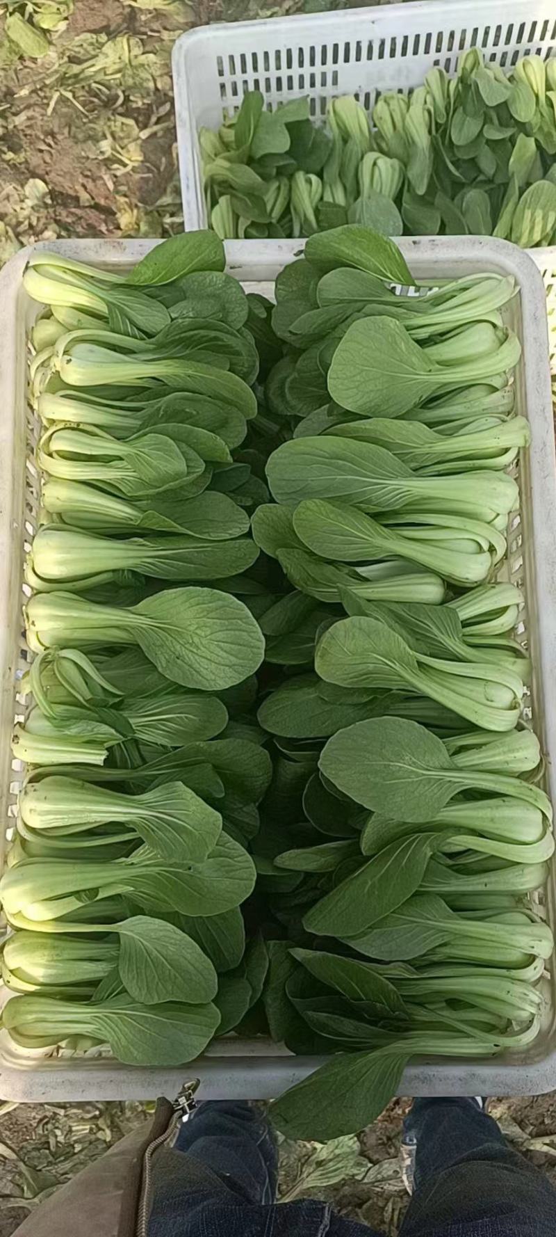 精品小颗上海青常年供应