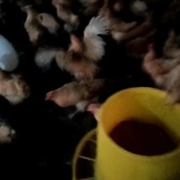 黄母鸡