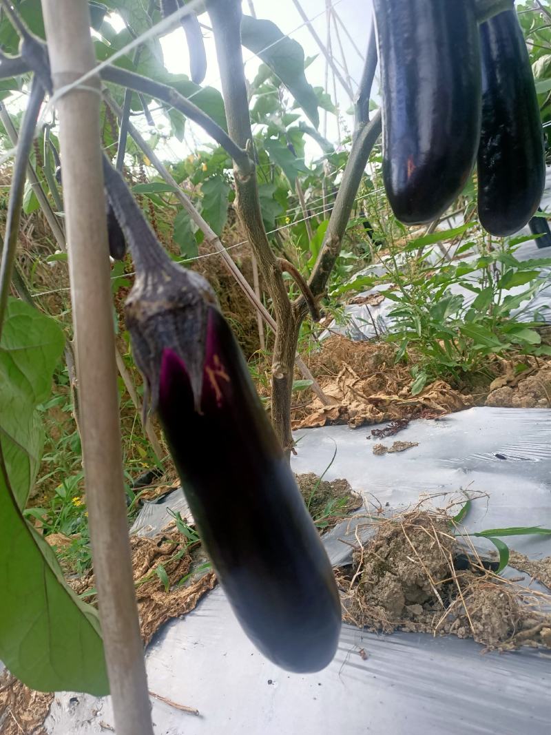 烧烤茄子