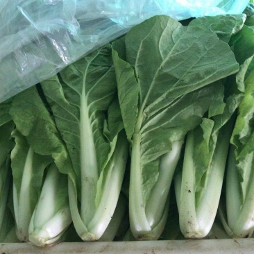 精品奶白菜，快菜常年供应
