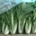 精品奶白菜，快菜常年供应