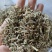 （热销）珍珠透骨草透骨草实物拍摄地道药材祥泰药材栈欢