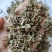 （热销）珍珠透骨草透骨草实物拍摄地道药材祥泰药材栈欢