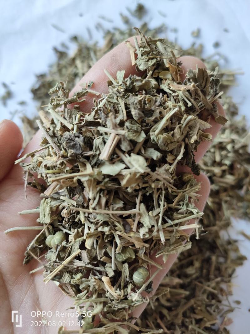 （热销）珍珠透骨草透骨草实物拍摄地道药材祥泰药材栈欢