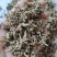 （热销）珍珠透骨草透骨草实物拍摄地道药材祥泰药材栈欢