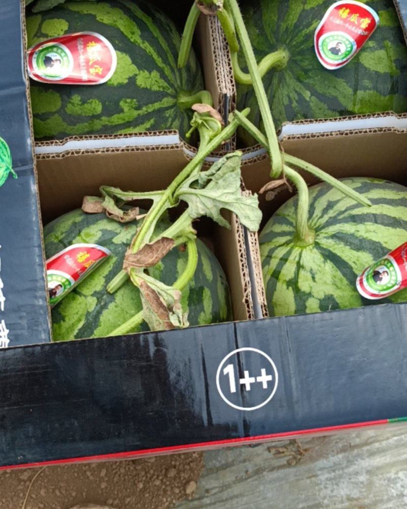庆阳美度西瓜