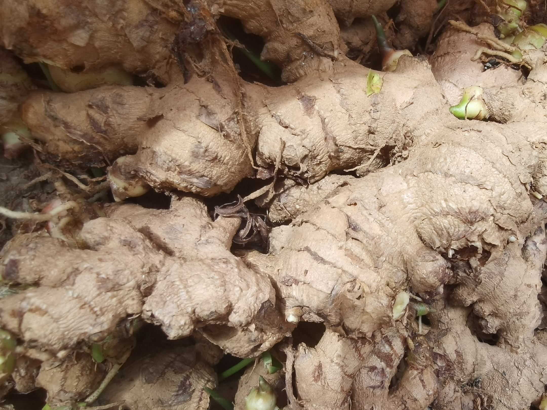 车前草生姜汤成品图