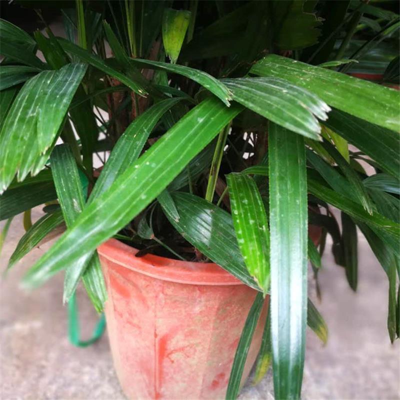 棕竹水培大叶棕竹苗盆栽室内绿植棕榈苗观音竹植物四季常青