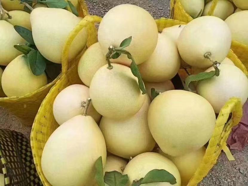 金黄色果肉饱满多汁的黄心蜜柚特写 黄心蜜柚果肉特写