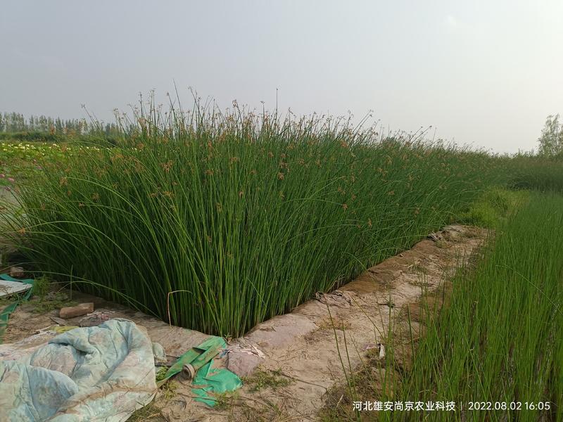 河北雄安尚京农业科技有限公司-水葱，基地直销量大从优