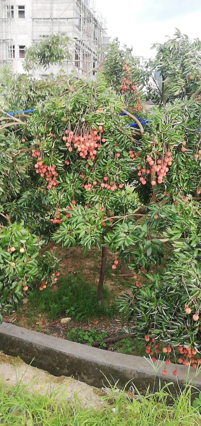 荔枝桂米苗4～8cm