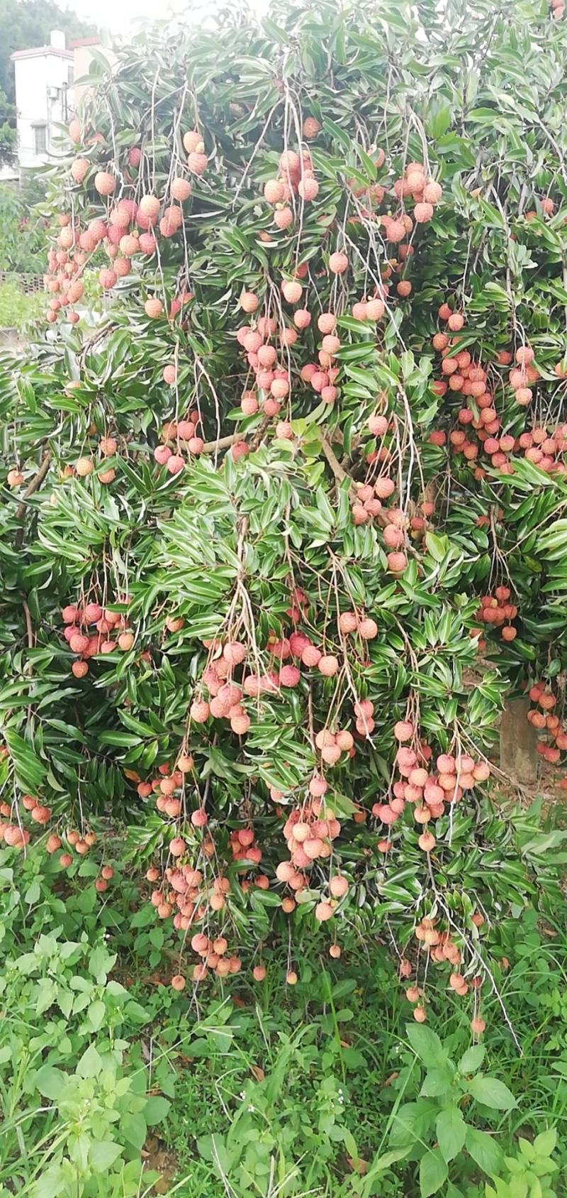荔枝桂米苗4～8cm