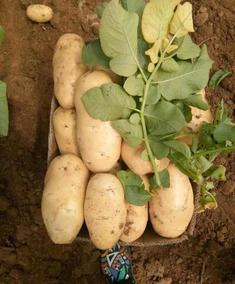 土豆优质荷兰十五土豆，产地一手货源，基地直供，质量保证