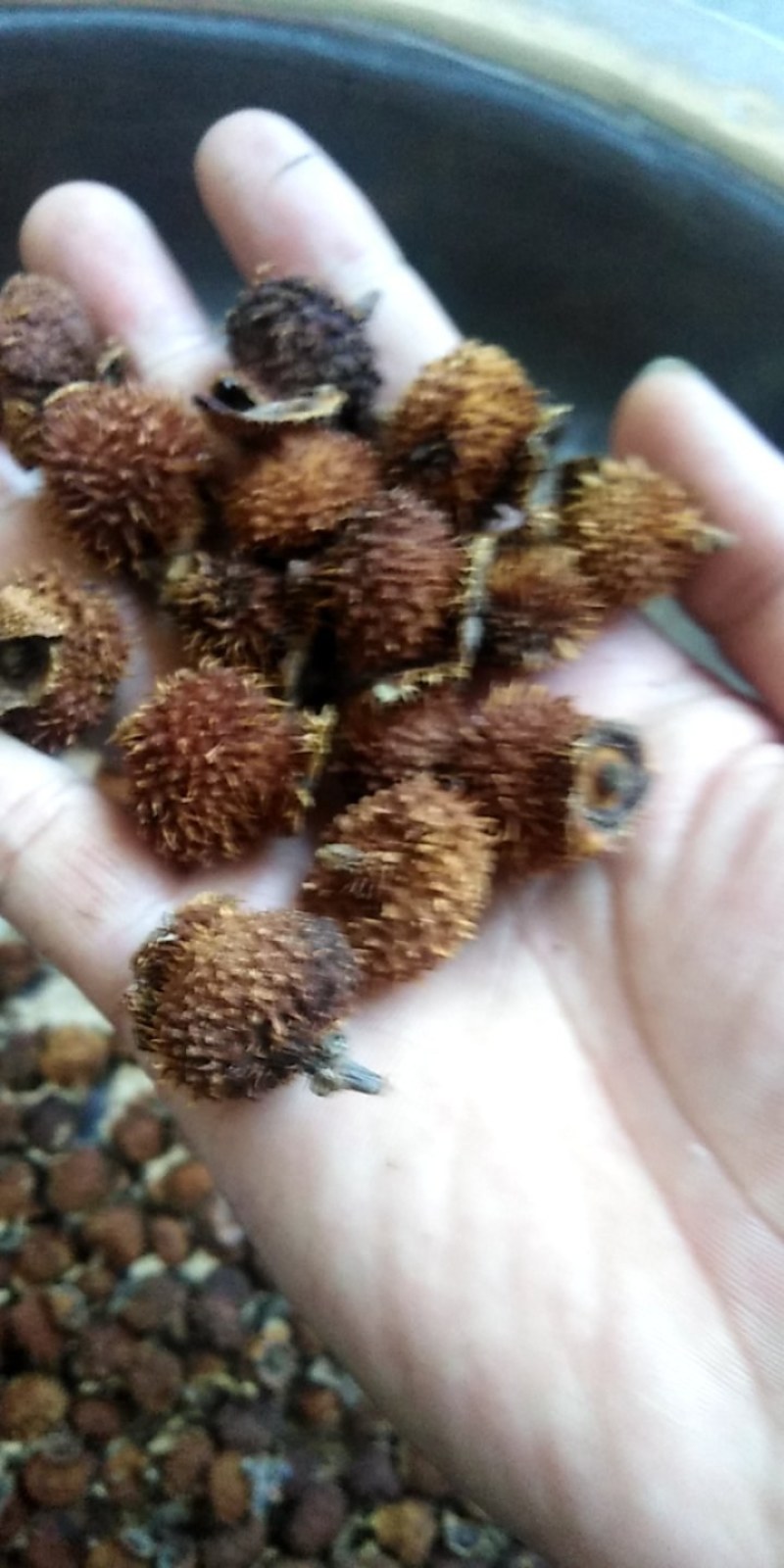 （热销）刺梨