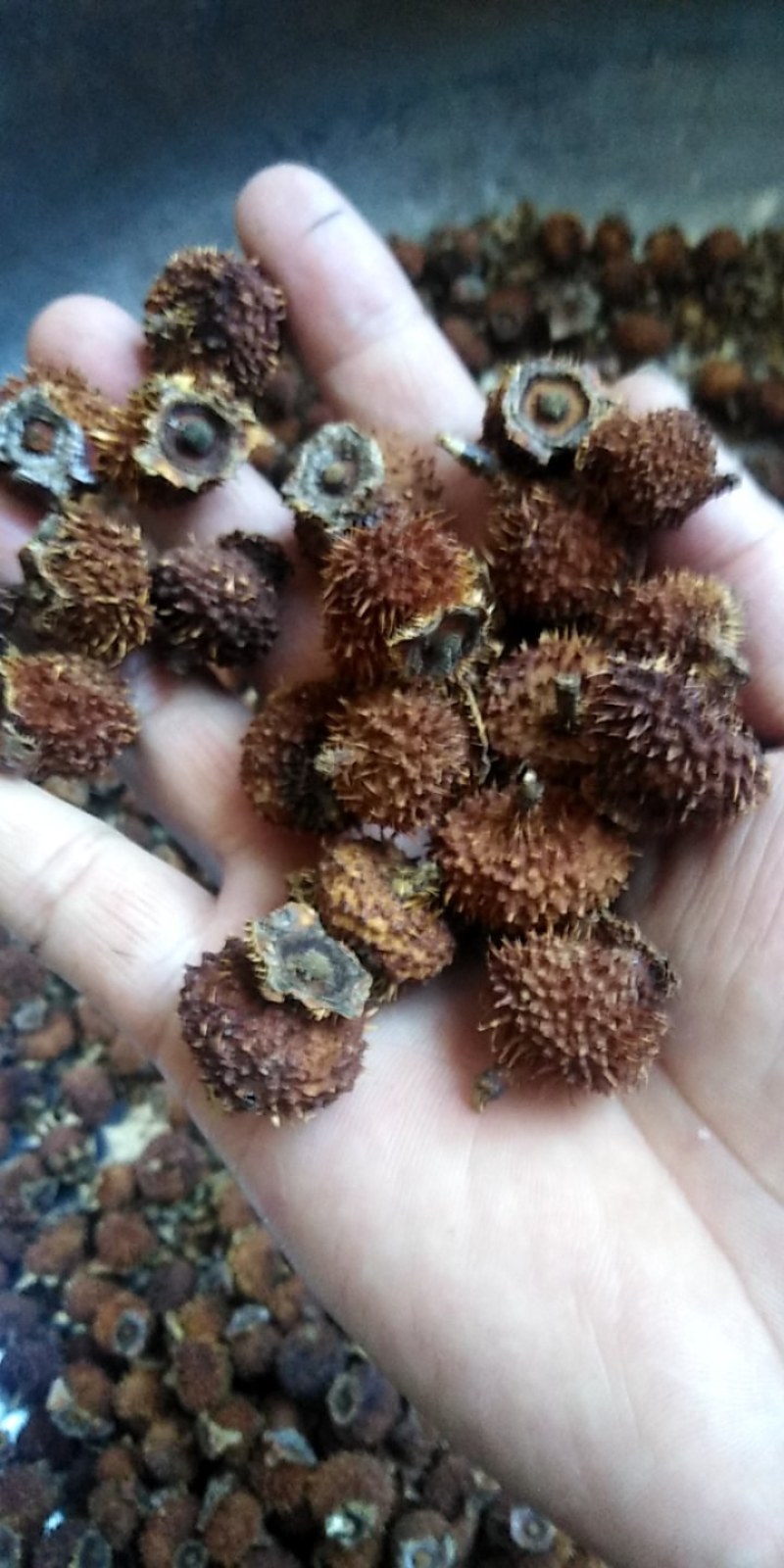 （热销）刺梨