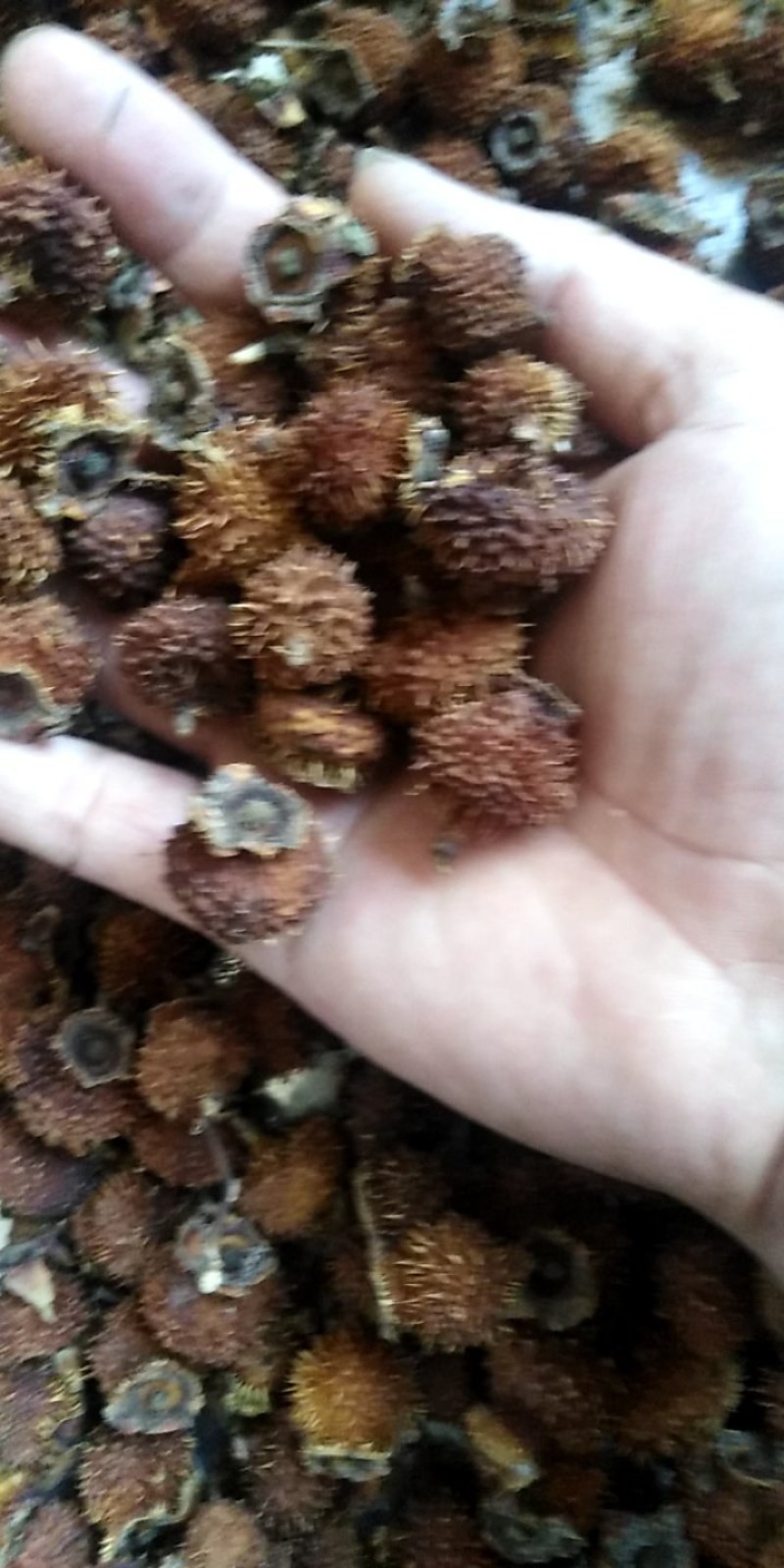 （热销）刺梨