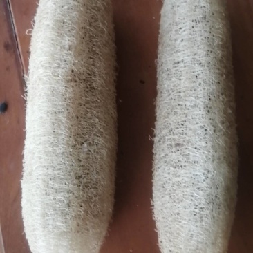 农家种植丝瓜络批发