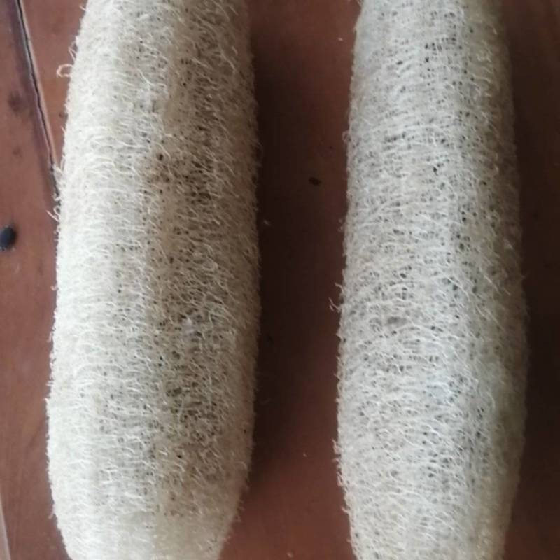 农家种植丝瓜络批发