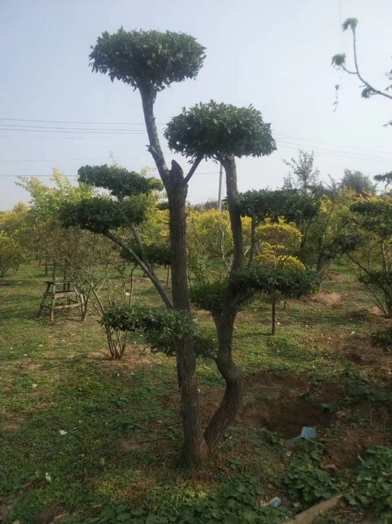 金叶榆造型云片多层景观金叶榆树东北金叶榆基地