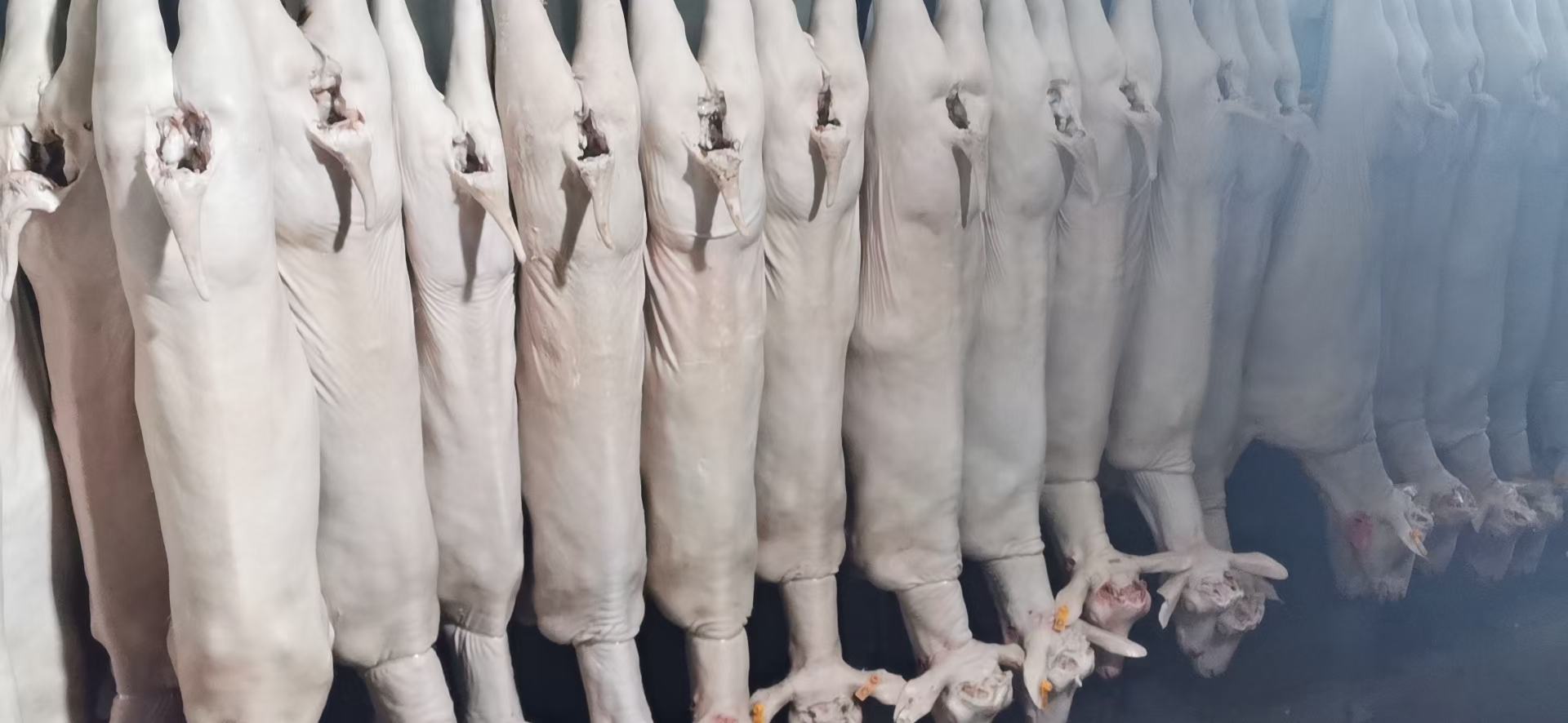 白条羊分割展示