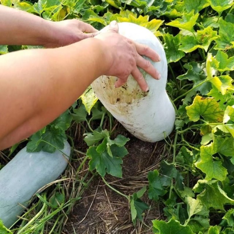 精品冬瓜大量上市需要的速度联系我，基地直供