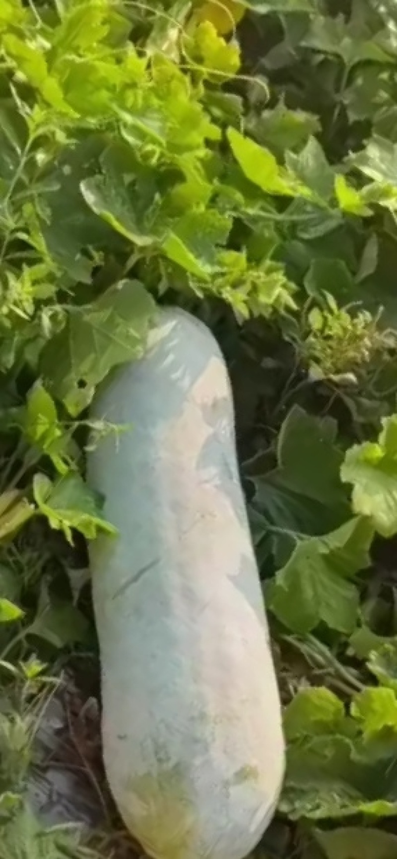精品冬瓜大量上市需要的速度联系我，基地直供