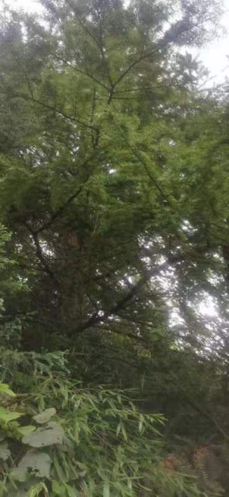金钱松苗，国家二级保护树种，根皮树皮都是贵重药材，包回收