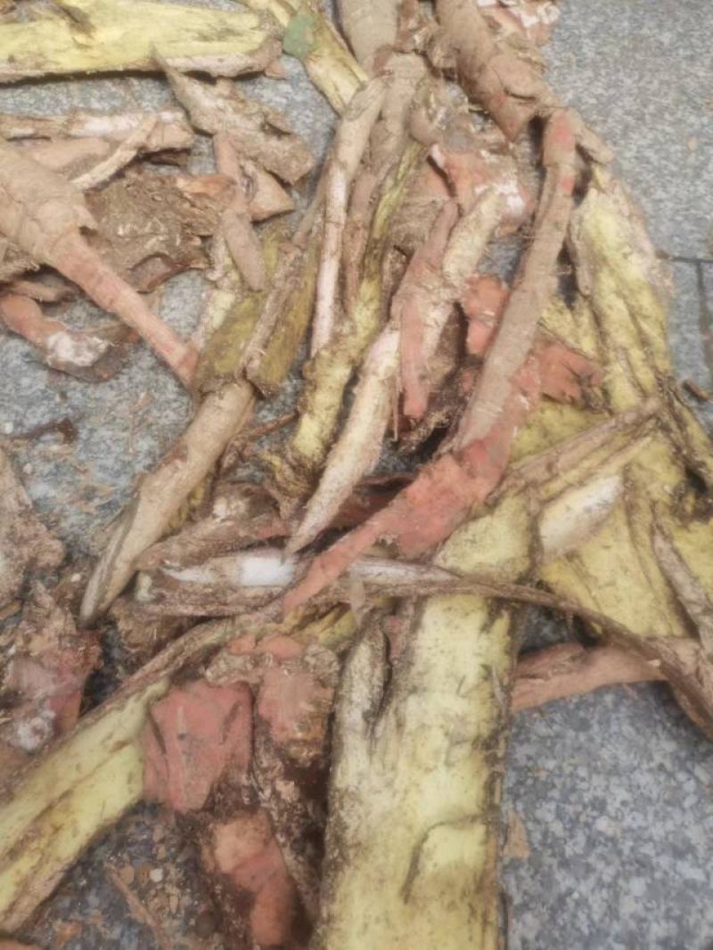 金钱松苗，国家二级保护树种，根皮树皮都是贵重药材，包回收