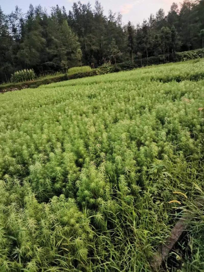 金钱松苗，国家二级保护树种，根皮树皮都是贵重药材，包回收