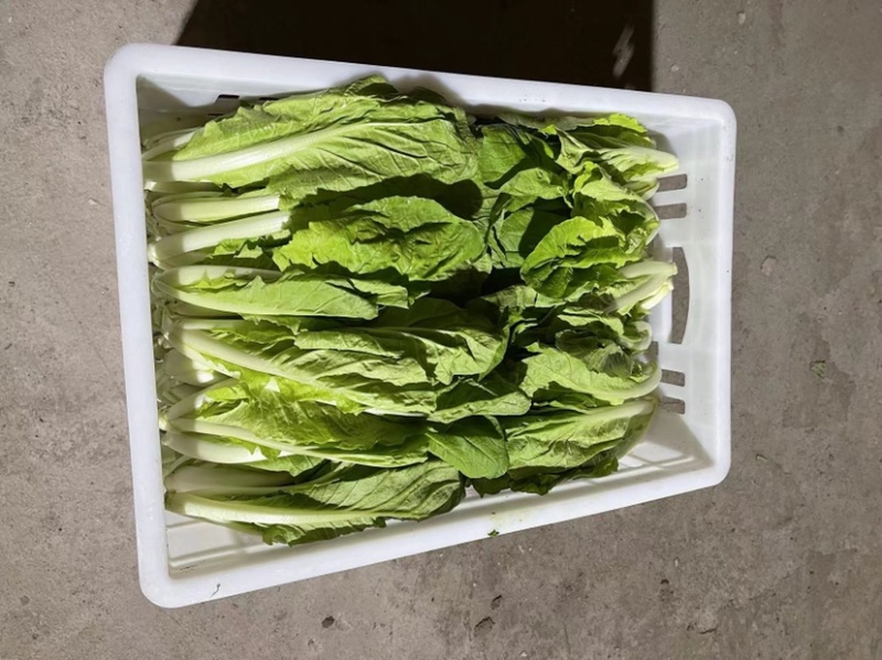 精品油菜，上海青，毛白菜大中小颗