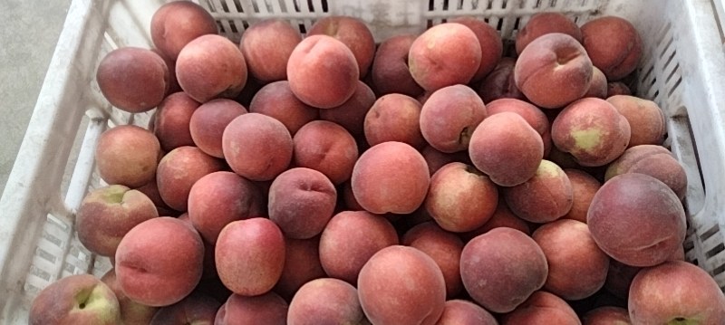 精品珍珠小毛桃，离核，口感杠杠杠的