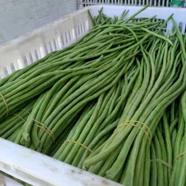 【推荐】长豆角产地直发颜色翠绿现摘现发供应全国市场