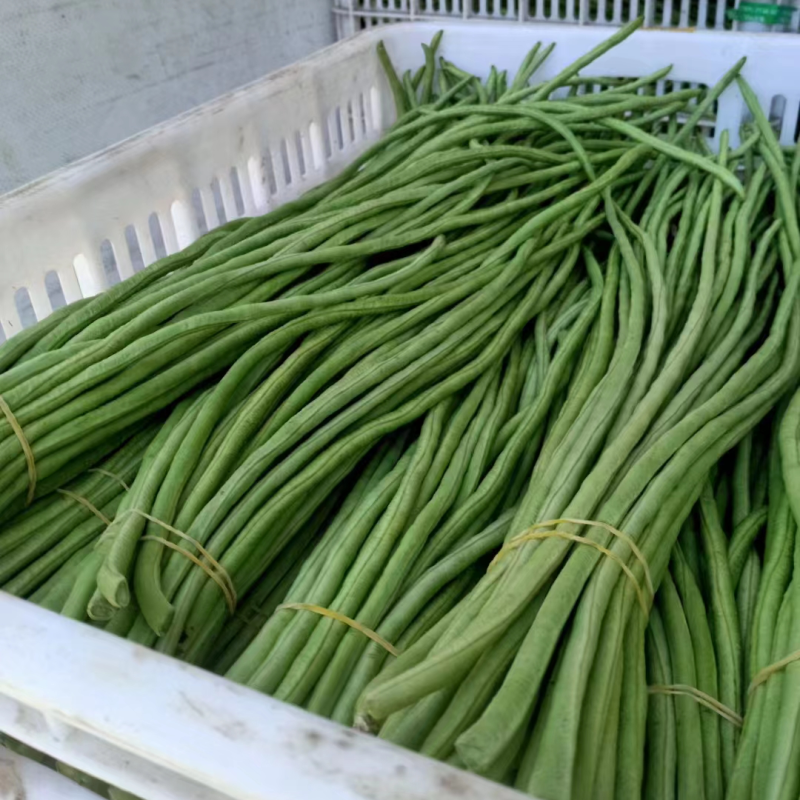 【推荐】长豆角产地直发颜色翠绿现摘现发供应全国市场