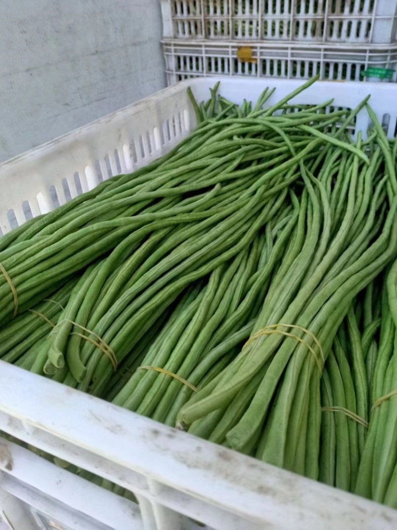 【推荐】长豆角产地直发颜色翠绿现摘现发供应全国市场