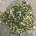 益母草坤草新货大量上市产地代收代发大量有货