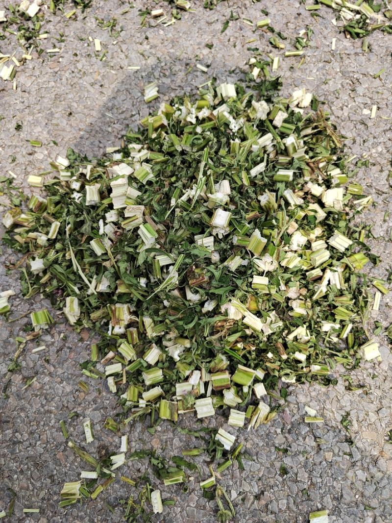 益母草坤草新货大量上市产地代收代发大量有货