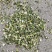 益母草坤草新货大量上市产地代收代发大量有货