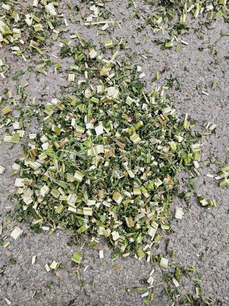 益母草坤草新货大量上市产地代收代发大量有货