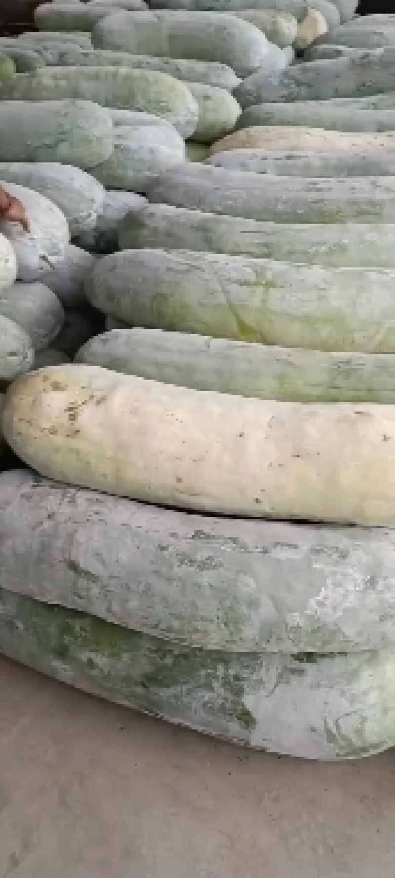 白皮冬瓜，万亩蔬菜批发，麦茬地，底板光滑，条形好，霜也