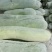白皮冬瓜，万亩蔬菜批发，麦茬地，底板光滑，条形好，霜也