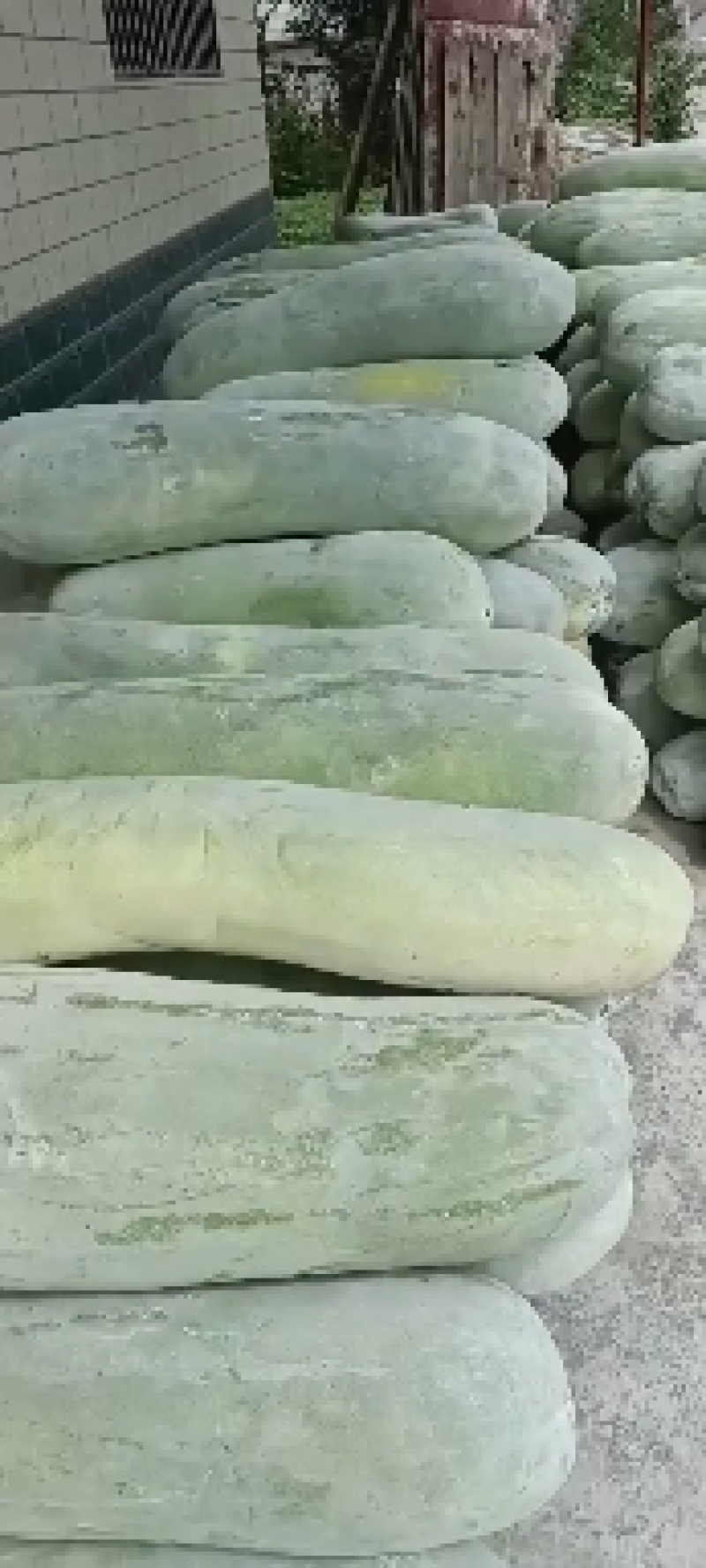 白皮冬瓜，万亩蔬菜批发，麦茬地，底板光滑，条形好，霜也