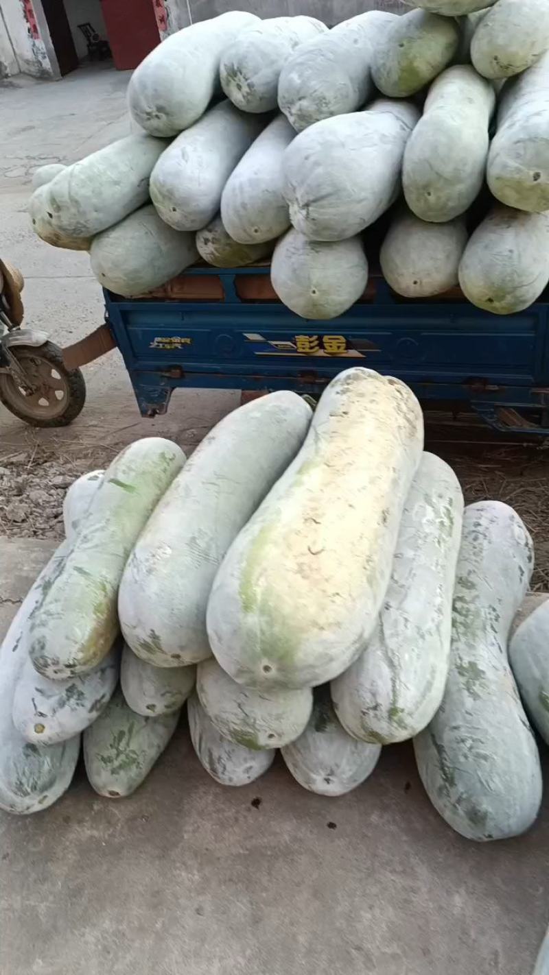白皮冬瓜，万亩蔬菜批发，麦茬地，底板光滑，条形好，霜也