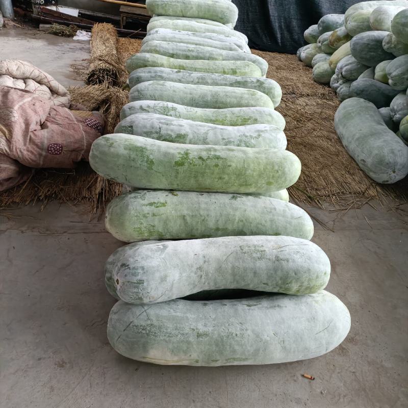 白皮冬瓜，万亩蔬菜批发，麦茬地，底板光滑，条形好，霜也